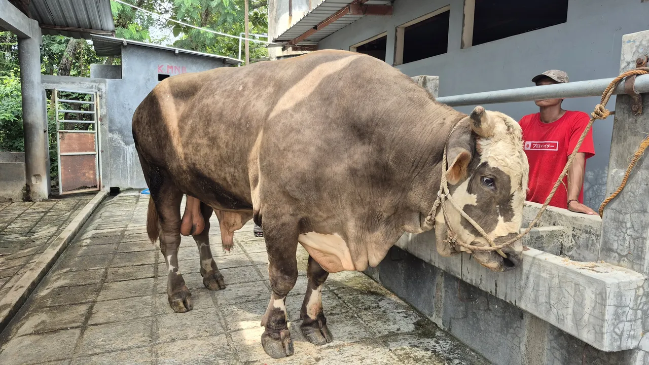 Heboh! Sapi Kurban Presiden Prabowo Subianto ‘Parikesit’ Miliki Bobot Jumbo 1,13 Ton