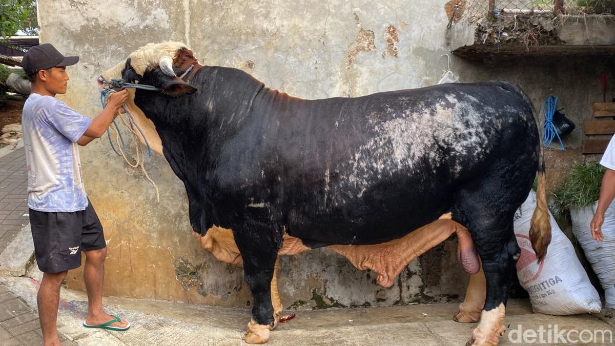 Sapi Kurban Presiden Prabowo Subianto di Polman Jalani Pemeriksaan untuk Pastikan Kelayakan Kurban