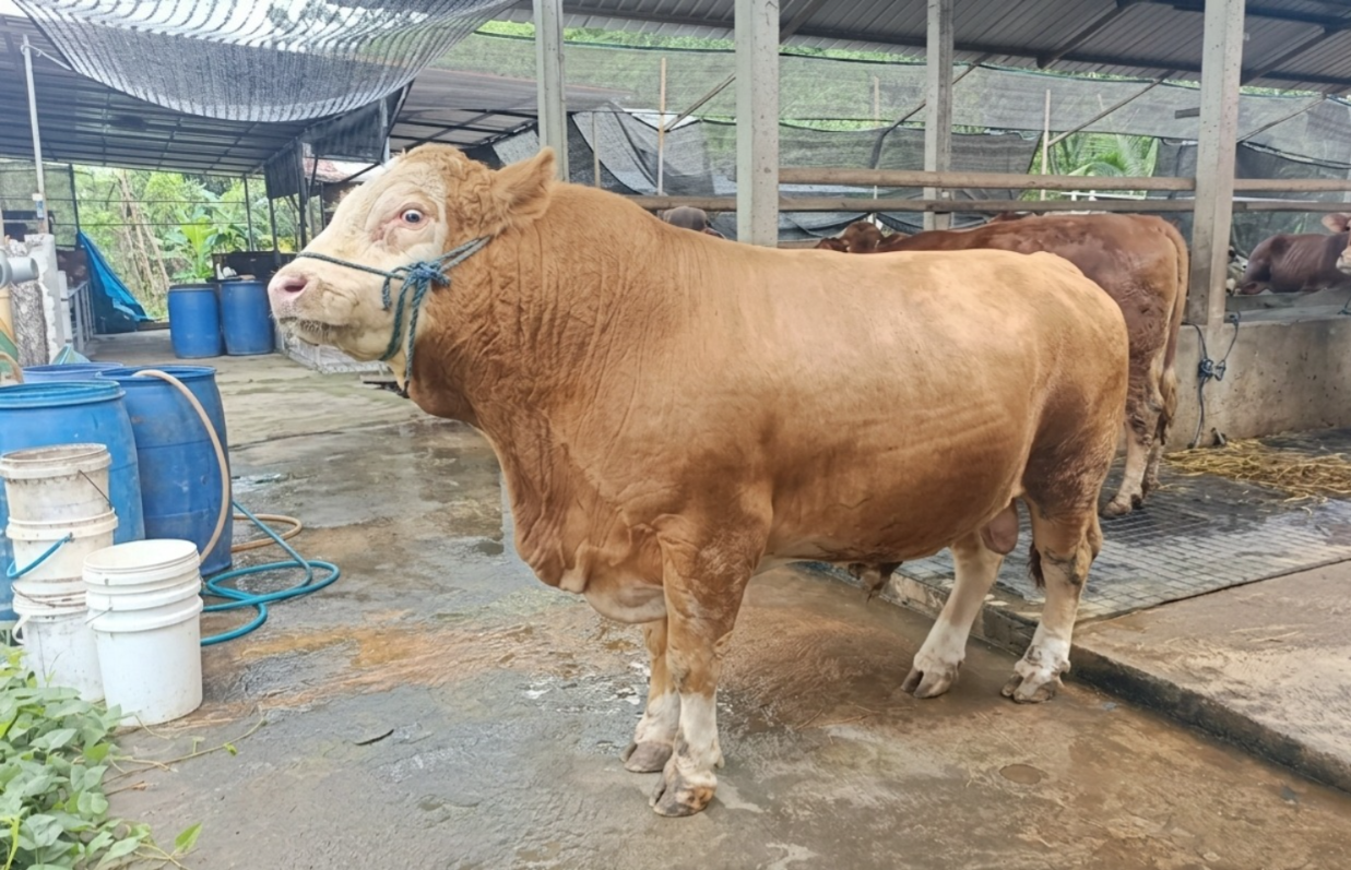 Prabowo dan Bupati Madiun Pesan Sapi Kurban Premium dari Peternakan Bajulan