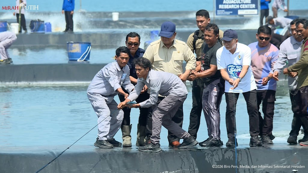 Presiden Prabowo Subianto Turun ke Tambak, Ikut Tarik Jala Saat Panen Raya Udang di Kebumen
