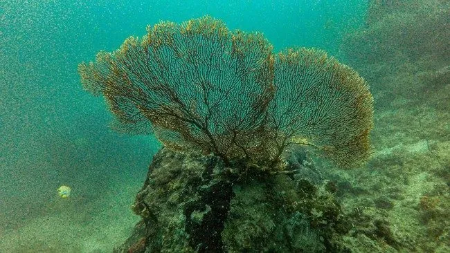 Terumbu Karang Dunia di Ujung Tanduk, Ilmuwan Peringatkan Ancaman Kepunahan